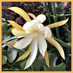 Orchid Cactus ~ Epiphylium Angulier