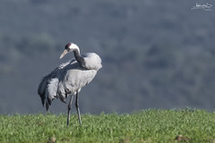 Grou-comum / Common crane (Grus grus)