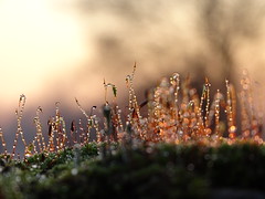 un petit monde dans la mousse et lichen