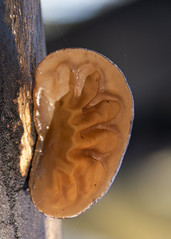 Mushroom Paddenstoelen