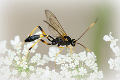 ICHNEUMONIDAE ( Hymenoptera)