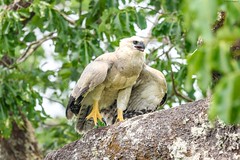 Accipitriformes - Hawks, Eagles & Vultures