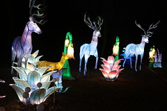 Chinese Light  Festival
