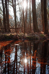 Cranberry Bog Nature Preserve - Riverhead, NY