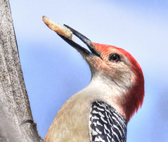 Woodpeckers Uploaded 2020