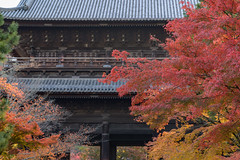 京都・秋 in 2019