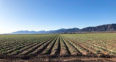 Arizona: Gila River Valley Farming