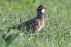 Perdiz-comum / Red-legged partridge (Alectoris rufa)