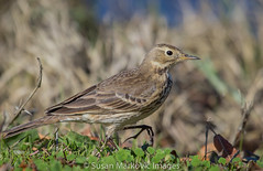 Wagtails and Pipits