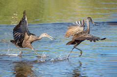 Birds of Myakka River State Park, Florida
