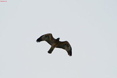 Aquila del bonelli (Aquila fasciata)