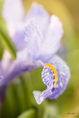Lirio silvestre (Iris planifolia)