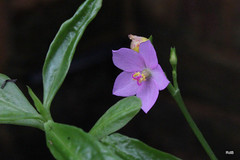 Talinaceae