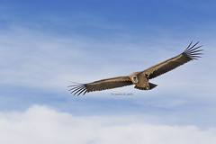 Grifone - Gyps fulvus - Vautour fauve - Griffon vulture - Vale gier - Beloglavi jastreb - Gänsegeier - Bjeloglavi sup - 西域兀鹫 - Όρνιο