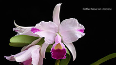 Orchids 2020