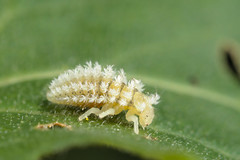 Henosepilachna argus young larva