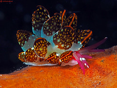 Nudibranches & Polyclad Flatworms