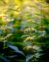 „Unkraut“ - weed - „mala hierba“
