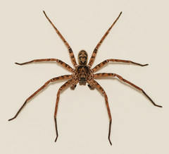 Spiders:Sparassidae