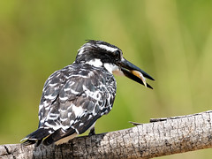 Alcedinidae - Kingfishers