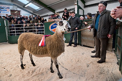 Show and Sale of Ewes, Hawes, 17/01/20