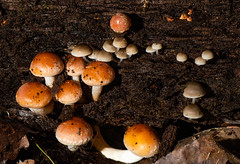 Winter Mushrooms, Fungi, Moss , Lichen 2020