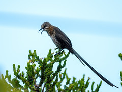 Promeropidae - Sugarbirds