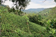 Around the Colombian coffee