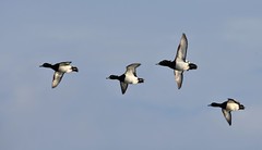 canards en vol / flying ducks