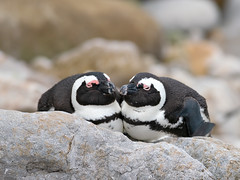 Spheniscidae - Penguins