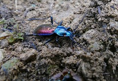 Ground Beetle (Carabus (Chrysotribax) hispanus) found hibernating in a cell in the ground ...