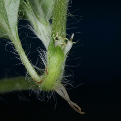 ASTERACEAE - Synedrellopsis grisebachii