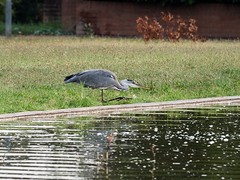 Airone Cinerino (Gray Heron) in the park below my house