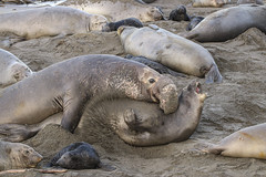 01-25-2020 NANPA Eleph Seals