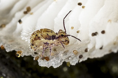 Springtails and allies (Subphylum Hexapoda  Class Collembola)