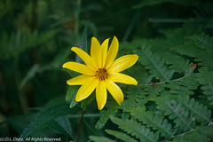 Wildflowers - Woodland Sunflowers