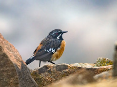 Birds of Lesotho