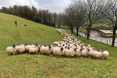 Testing Sheep for Pregnancy, Bleak Bank Farm, Clapham 28/01/20