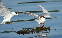 Terns, gulls and shorebirds