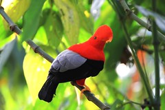 2020 oiseaux de la Colombie -birds of Colombia