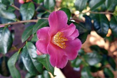 Camellia 2020