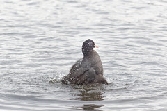 Ellesmere water birds