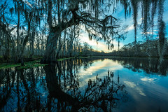 Cypress Swamps