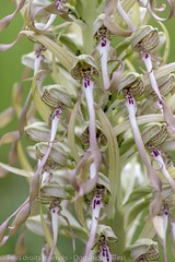 Orchis bouc - Lizard orchid