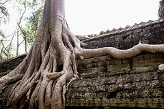 CAMBODGE Angkor Thom Ta Prohm Temple (XIII siécle)