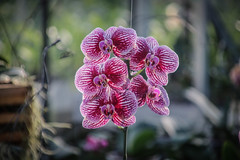2020-01-29 - Orchideeënhoeve Luttelgeest