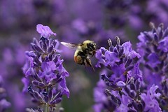 Bees in Lavender