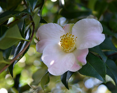 Theaceae - Camellia family