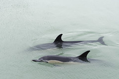 2020 02 08 dauphins saint denis d'Oléron