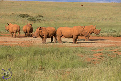 South Africa Lion & Rhino Park